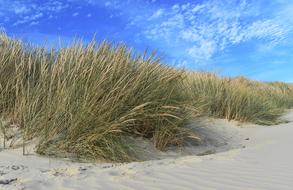 tall grass on a sandy beach in australia