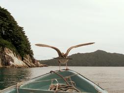 Seagull Bird on boat