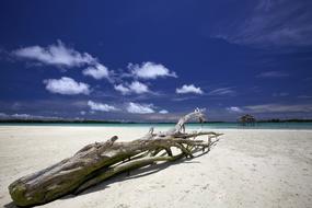 driftwood on widi islands in Indonesia