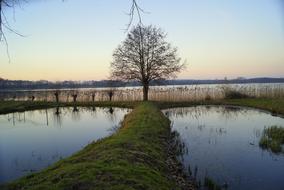 tree in an idyllic scenic landscape