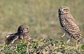 Owls Birds at Beach