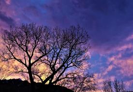 Landscape of Nature Trees at sunset