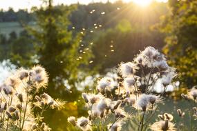 flowering grass in the meadow close up