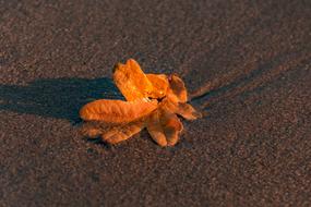 Leaf at Nature Water