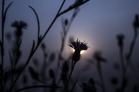 Outdoors Nature Sunset