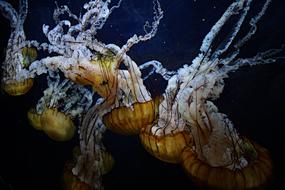 jellyfish, underwater world, california