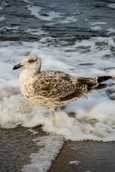 seagull on the coast in the sea wave