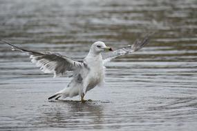 Sea bird on Beach