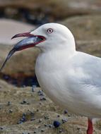 Bird at Nature Sea