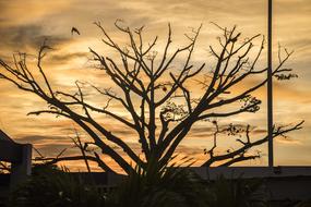 Beautiful landscape with silhouette of the tree, near the pole, at colorful and beautiful dawn with clouds
