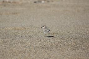 miniature bird on the beach sand