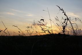silhouette of grass in the meadow during sunset