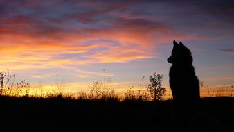 Husky profile on sunset background