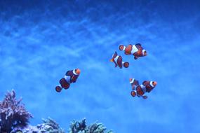 Fish Aquarium Underwater