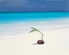 Ocean Plant at Beach