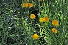 yellow dandelions in tall green grass