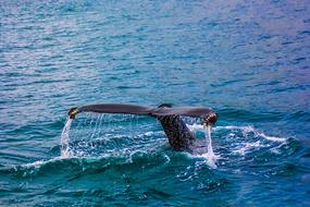 whale tail over water