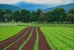 Landscape of Field Farm