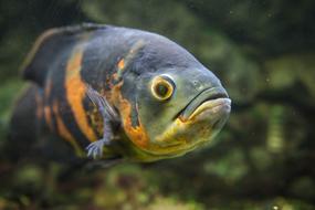 exotic fish in an aquarium in a blurred background