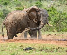 Elephant in Wildlife