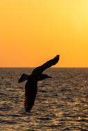 Seagull Shadow at Backlighting