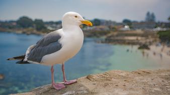 Seagull Bird Beach