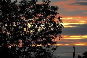 Tree at Sunset Twilight