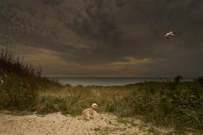 dog on north sea coast