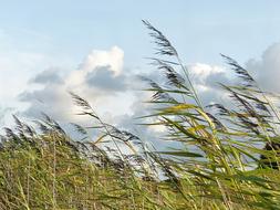 green marsh grass, white clouds