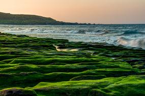 green Seashore