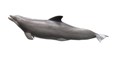 sea dolphin on white background