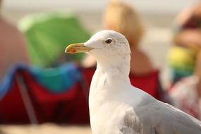 Animal Seagull Bird on beach