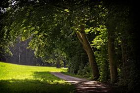 Forest Path at sunLight