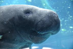 Manatee Animal in Water