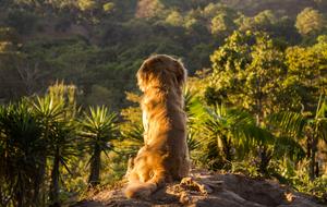 dog at Nature Outdoors