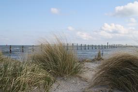 grass Nature Sea