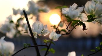 flowering plant close up on blurred background