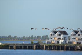 Wild geese flying above the beautiful coast of the Baltic Sea in Olpenitz, Germany