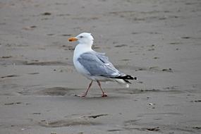 Close-up of the beautiful and cute Herring gull on the sandy beach of the North Sea