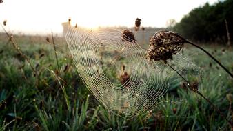 cobweb, dew on the grass