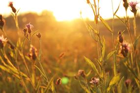 Sunset pink Flowers