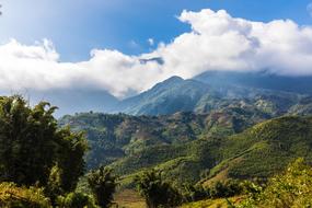 green Nature Trees Landscape