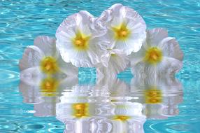 white hibiscus reflected in water