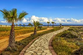 Coastal Path and Palm Trees Sea