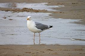 seagull on wet sand in the north sea