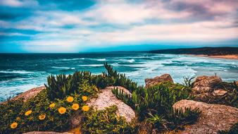 plants on rocks on the sea coastline