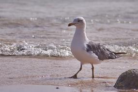 seagull on wet sand surf close-up