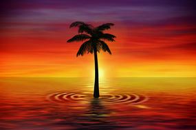 palm at Sunset Dusk