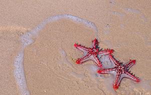 red Starfish Beach Sea