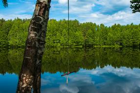 forest Nature at Water Lake coast